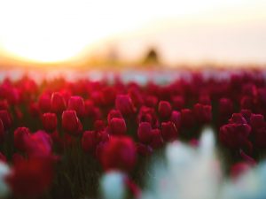 Les plus belles fleurs