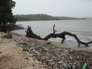 Pollution : les animaux sont victimes !