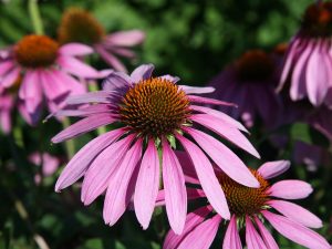 Les plantes naturelles pour combattre le rhume
