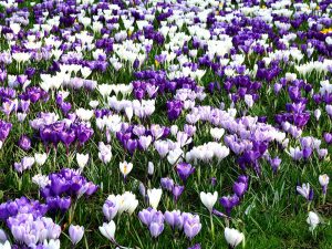 Harmonie entre l&rsquo;environnement et l&rsquo;art floral