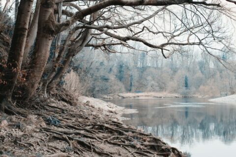 Berges d’une rivière bordées d’arbres nus et de racines apparentes