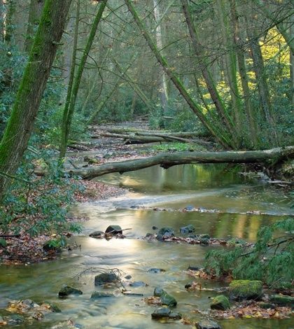 Ruisseau ombragé bordé d