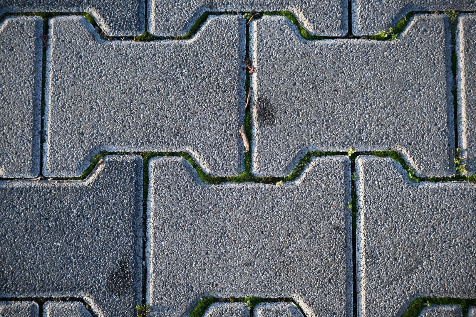 Dalles de béton jointées de mousse et de petites plantes